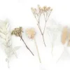 FLEURS SECHEES COLORIS BLANC X10 PIECES