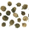POMMES DE PIN 1.5CM A 3CM X20 PIECES