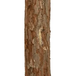 SAPIN NORDSTAR H.150CM